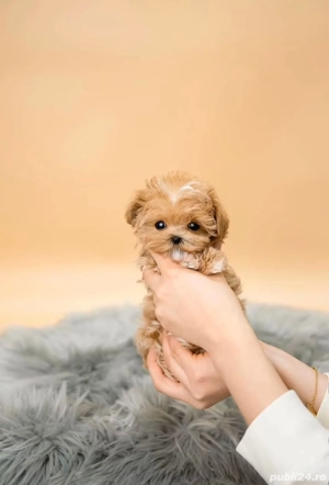 Maltipoo mini toy -Pudel Poodle toy roscat  - imagine 4