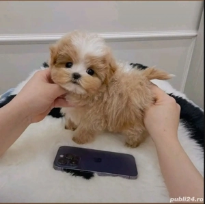 Maltipoo mini toy -Pudel Poodle toy roscat  - imagine 2