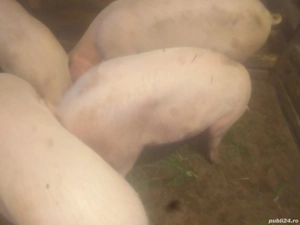 porci de vînzarea  100 140 kg