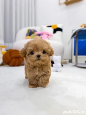 Poodle  Pudel Toy -Maltipoo mini toy apricot  - imagine 4