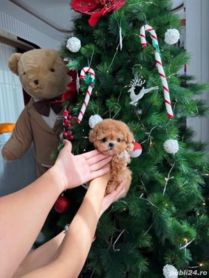 Poodle  Pudel Toy -Maltipoo mini toy apricot 