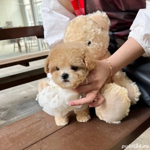 Poodle  Pudel Toy -Maltipoo mini toy apricot  - imagine 2