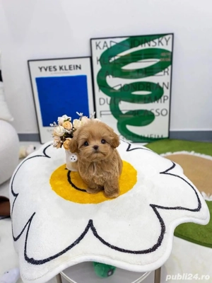 Poodle  Pudel Toy -Maltipoo mini toy apricot  - imagine 5