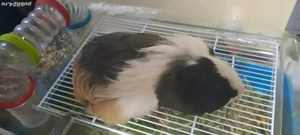 porcușor de guineea 