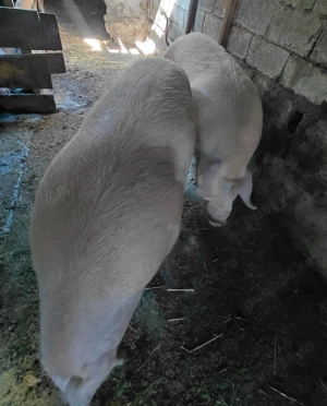 Purcei de vanzare  - imagine 2