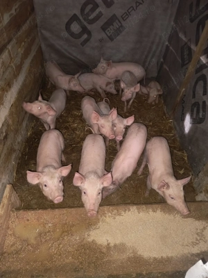 Vind grăsuni  - imagine 2