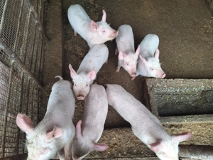 Vând purcei  - imagine 2