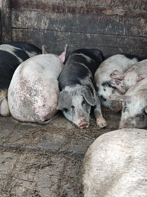 Animale de vânzare  - imagine 3