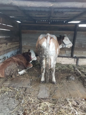 Animale de vânzare  - imagine 2