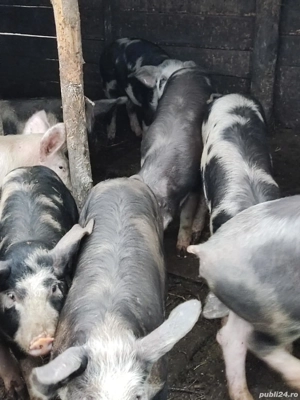 Animale de vânzare  - imagine 4