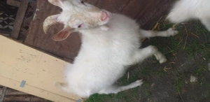 Caprita și Țap de vânzare  - imagine 3