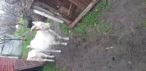 Caprita și Țap de vânzare 