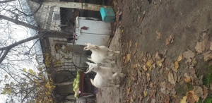 Caprita și Țap de vânzare  - imagine 5