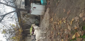 Caprita și Țap de vânzare  - imagine 4