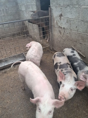 Purcei de vanzare ..