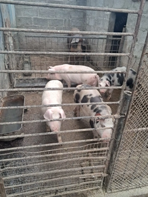 Vand purcei .... - imagine 3