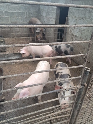 Vand purcei .... - imagine 4