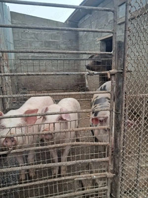 Vand purcei .... - imagine 2