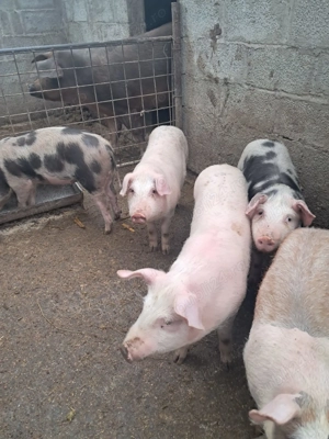 Vand purcei .... - imagine 5