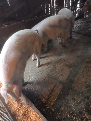 Vând porci - imagine 4