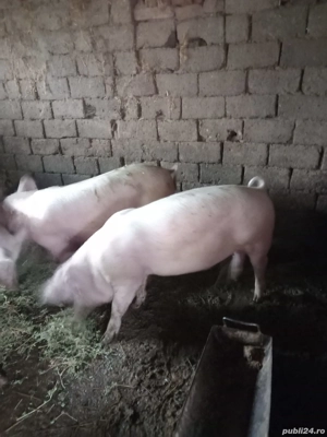 Vand porci de carne - imagine 3