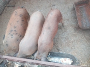 se vinde  2  grasuni   - imagine 2