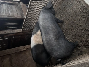 Vând porci Bazna 140-150-160 kg  - imagine 2