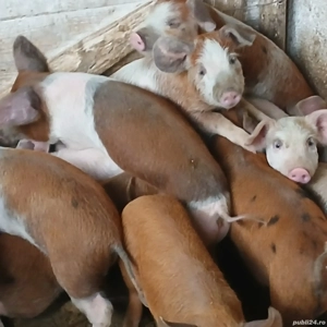 purcei 9 saptamani - imagine 2