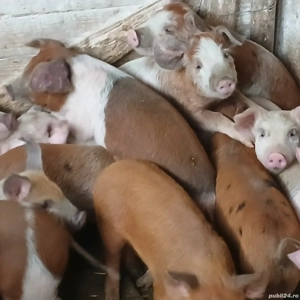 purcei 9 saptamani - imagine 4