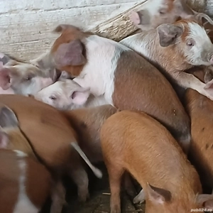 purcei 9 saptamani - imagine 3