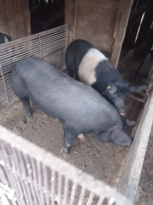 Vand porci de bazna 140-150 kg si 160-170 kg 