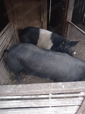 Vand porci de bazna 140-150 kg si 160-170 kg  - imagine 2