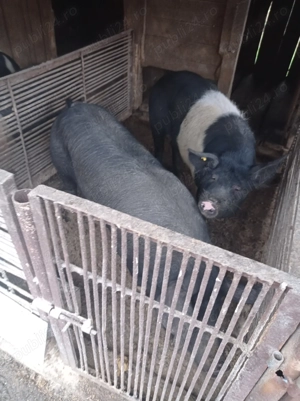 Vand porci de bazna 140-150 kg si 160-170 kg  - imagine 4