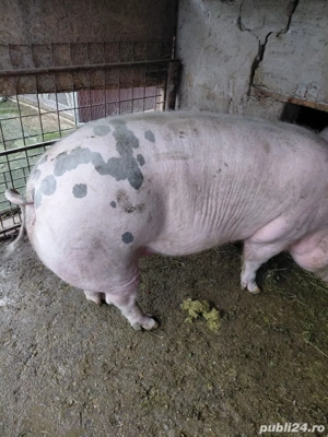 Purcea 330kg  - imagine 2