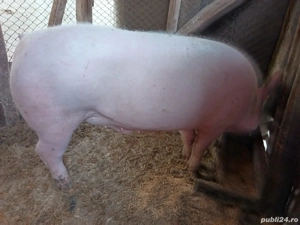 Vânzare porc - imagine 2