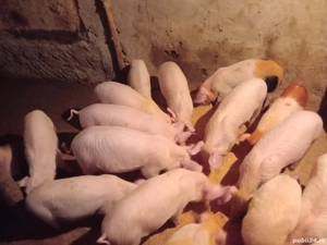 purcei intarcati - imagine 3