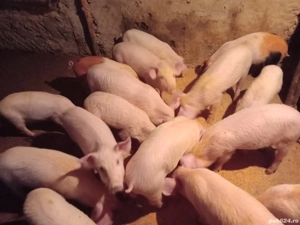 purcei intarcati - imagine 2