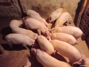 purcei intarcati - imagine 4