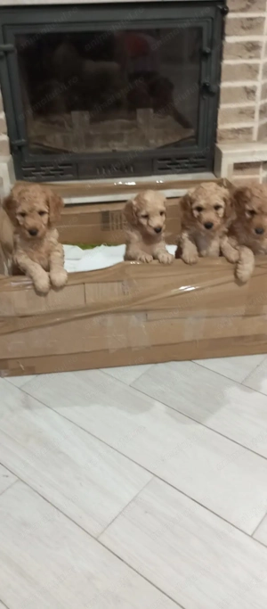 Pudel toy  - imagine 2