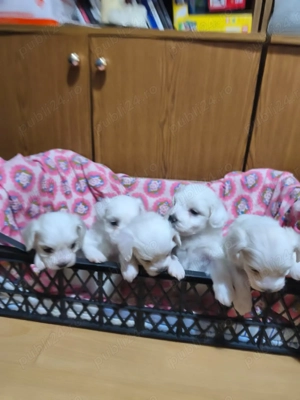 Bună ziua    - imagine 2