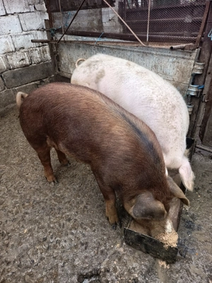 Vier duroc rasa pura - imagine 3