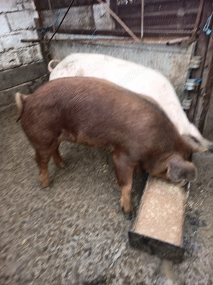 Vier duroc rasa pura - imagine 2