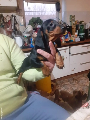 Teckel pitic - imagine 3