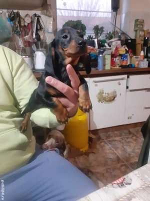 Teckel pitic - imagine 2