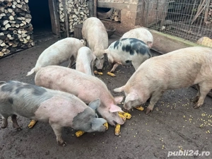 porci de vanzare  - imagine 4