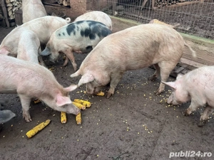 porci de vanzare  - imagine 2