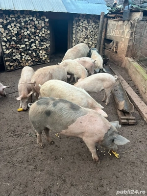 porci de vanzare  - imagine 5