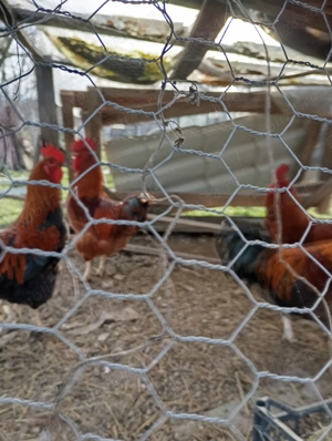 Vând cocoși vi, din primăvară asta