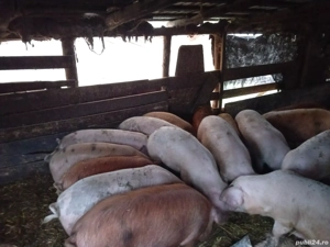 vând porci marele alb și duroc - imagine 5