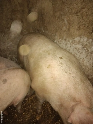 Vand porc  - imagine 2